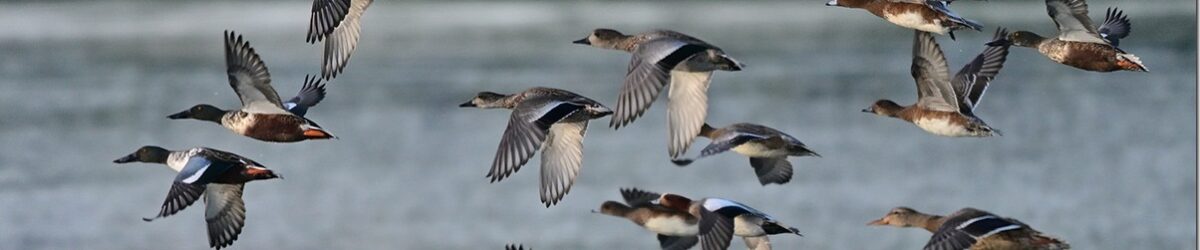 Z9M_3923_blog_thumb-1