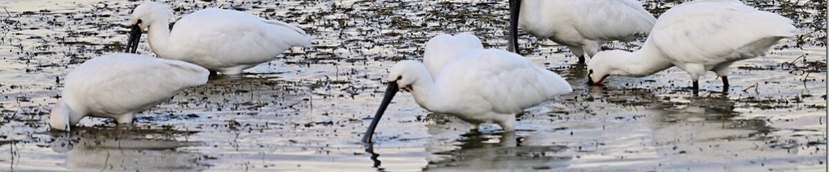 Z9M_4069_blog_thumb-1