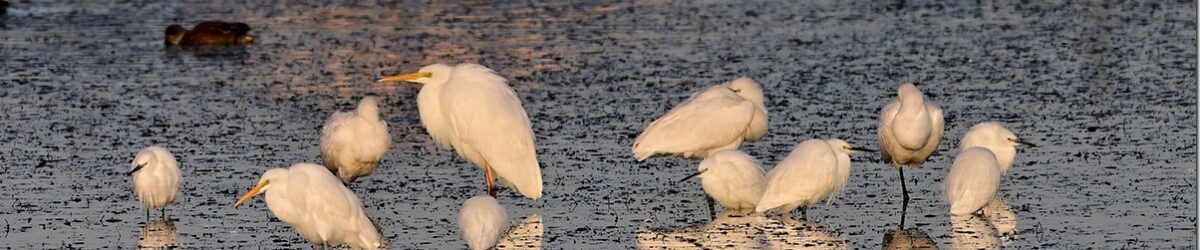 Z9M_6485_blog_thumb-1