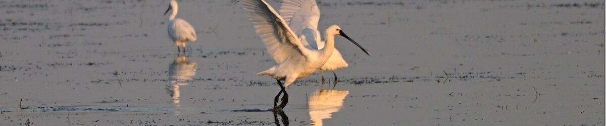 Z9M_6803_blog_thumb-1