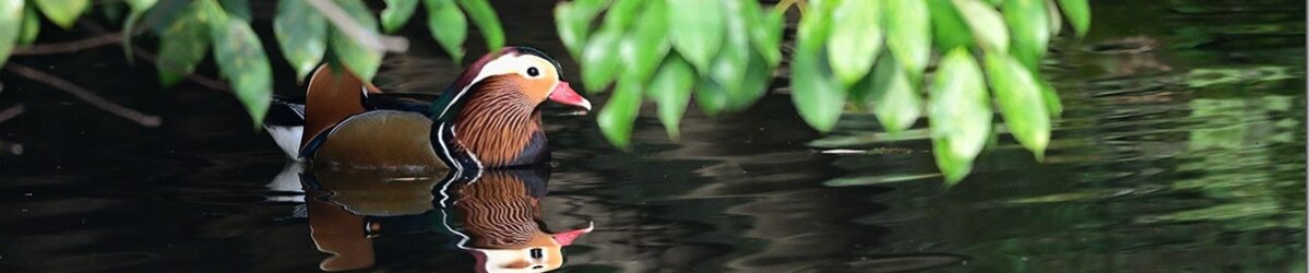 Z9M_7104_blog_thumb-1