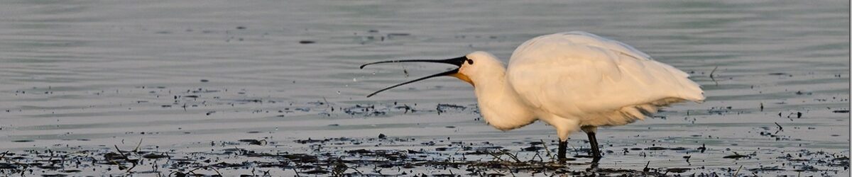 Z9M_7477_blog_thumb-1