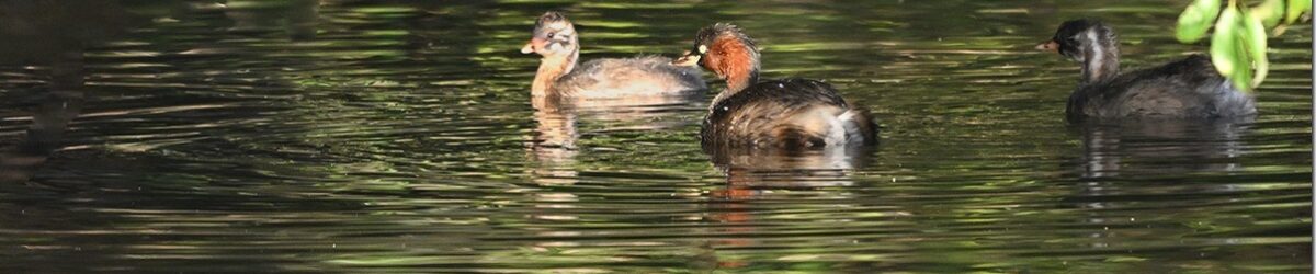 Z9M_7479_blog_thumb-1