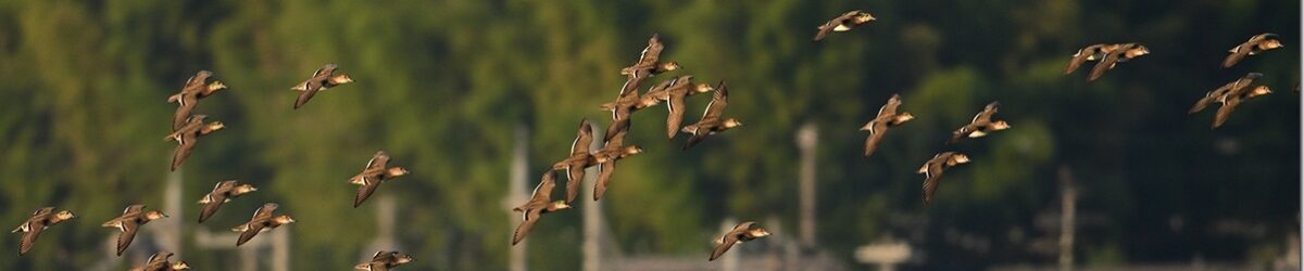 Z9M_7825_blog_thumb-1