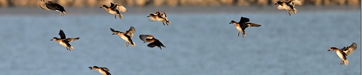 Z9M_8091_blog_thumb-1