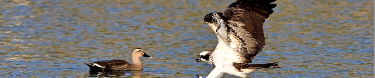 Z9M_8963_blog_thumb-1