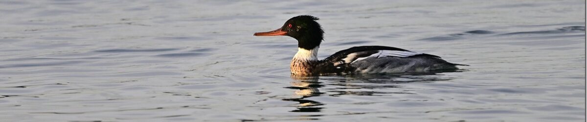 Z9M_0082_blog_thumb-1