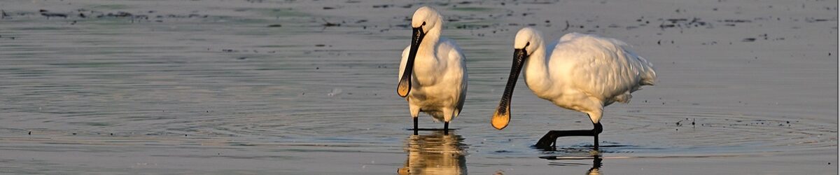 Z9M_3148_blog_thumb-1