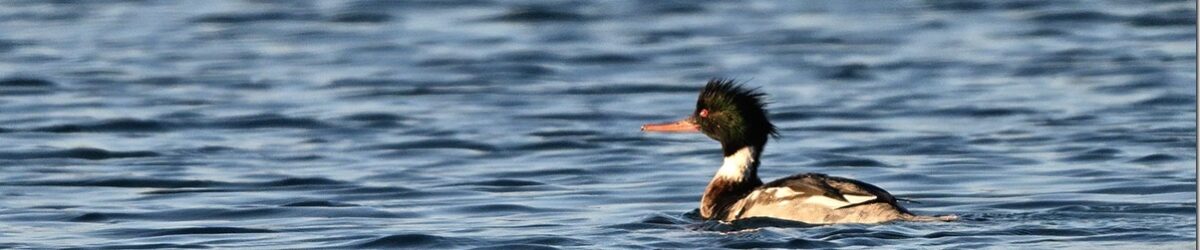 Z9M_3193_blog_thumb-1