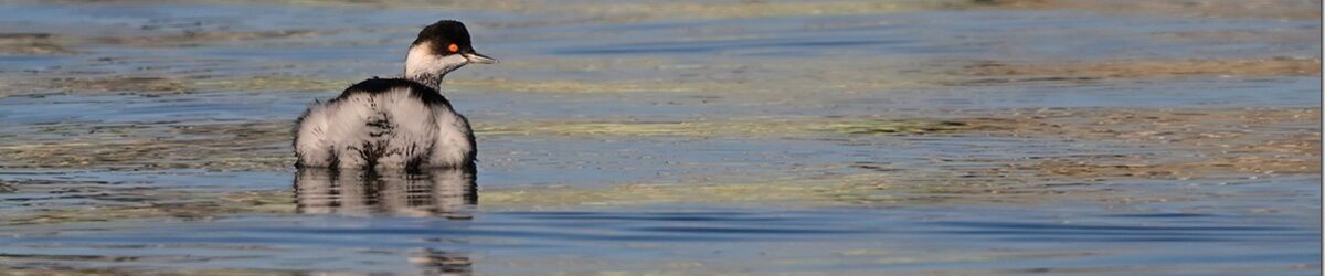 Z9M_4465_blog_thumb-1