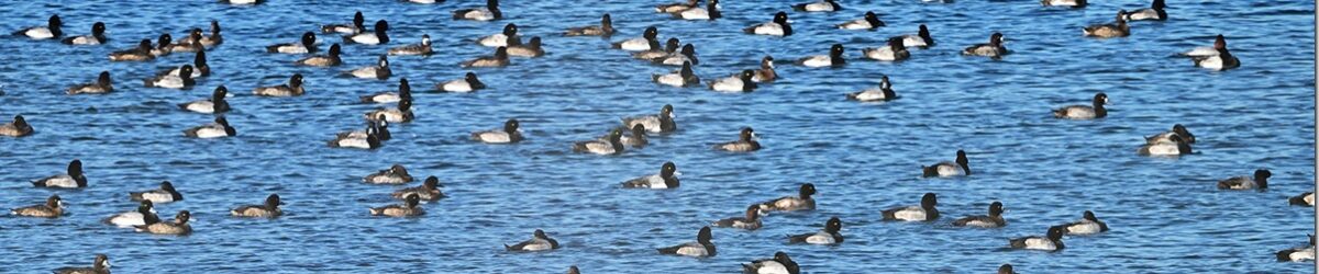 Z9M_5924_blog_thumb-1