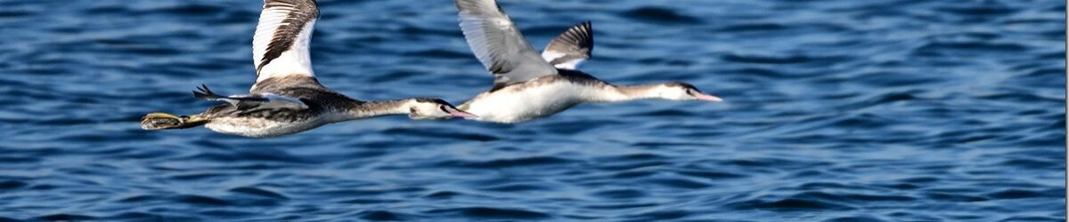 Z9M_6049_blog_thumb-1