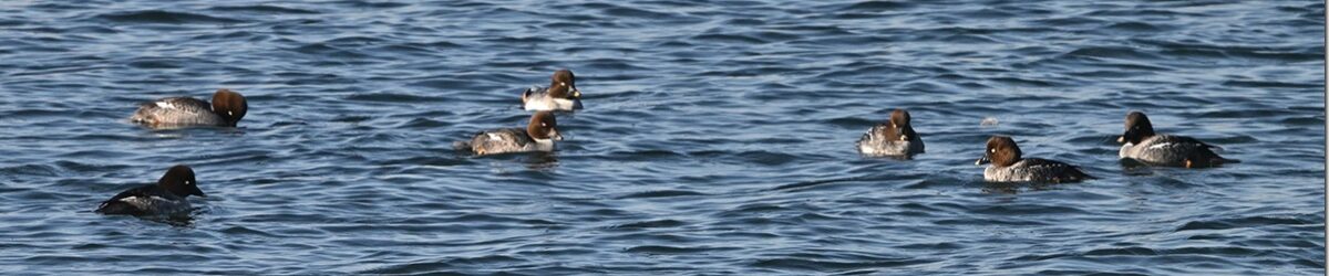 Z9M_6132_blog_thumb-1