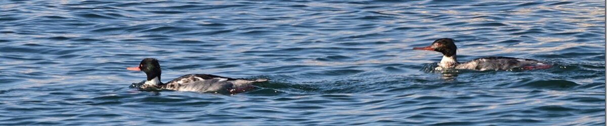 Z9M_6296_blog_thumb-1