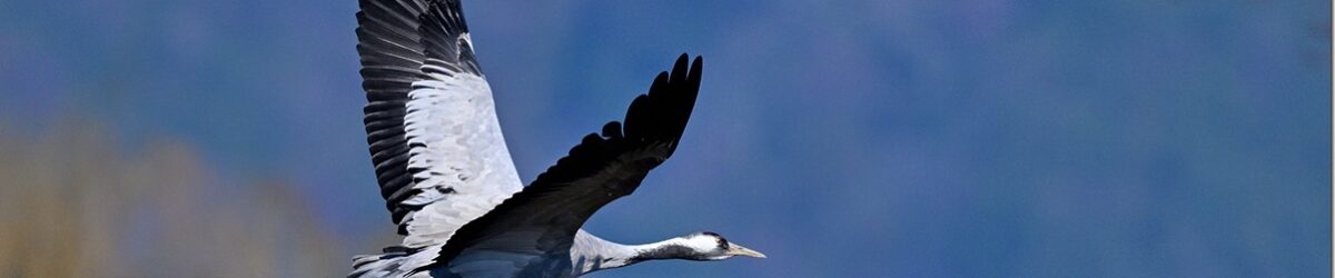 Z9M_7667_blog_thumb-1