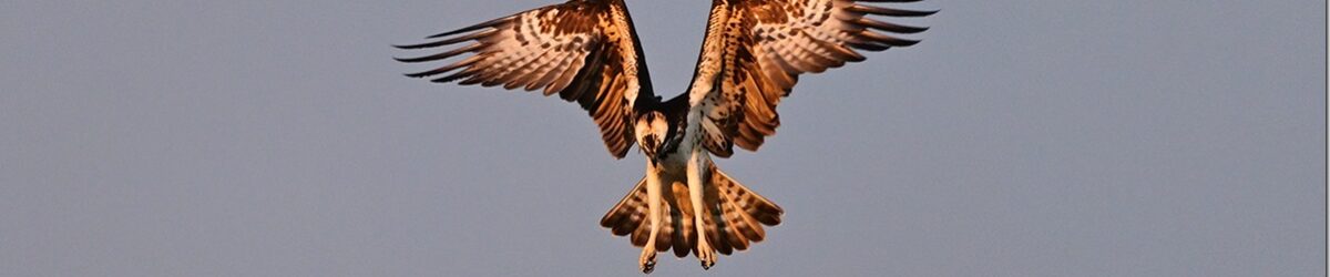 Z9M_7679_blog_thumb-1