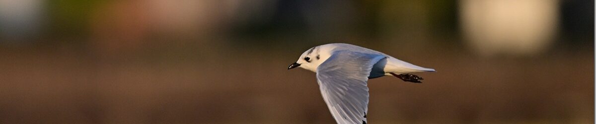 Z9M_8066_blog_thumb-1