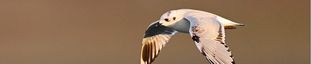 Z9M_8181_blog_thumb-1