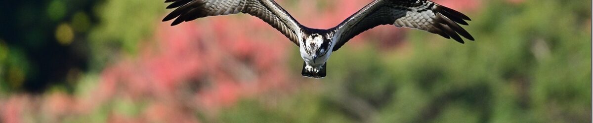 Z9M_8718_blog_thumb-1