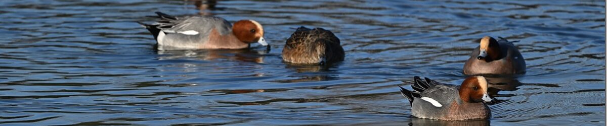 Z8M_6312_blog_thumb-1