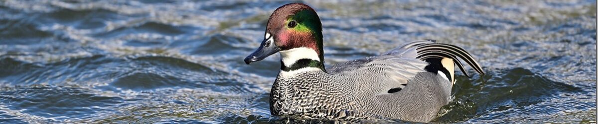 Z8M_7410_blog_thumb-1