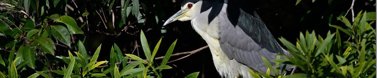 Z8M_8365_blog_thumb-1