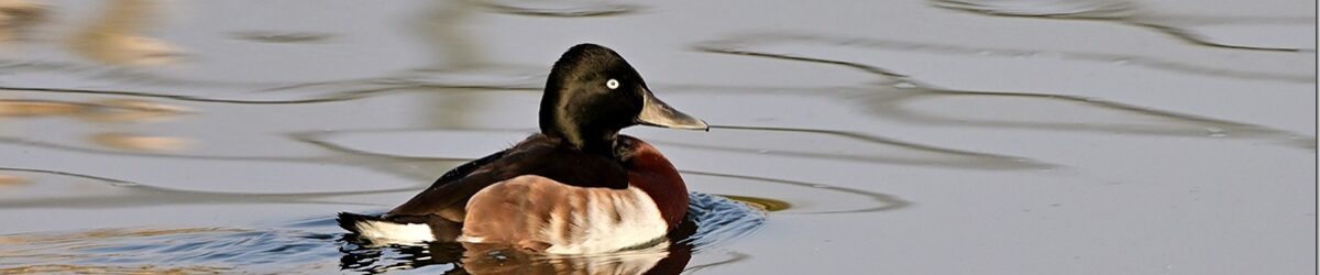 Z9M_0029_blog_thumb-1