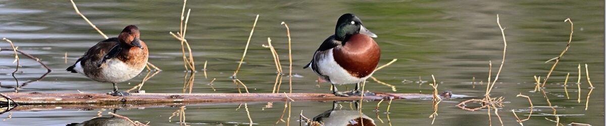 Z9M_0573_blog_thumb-1