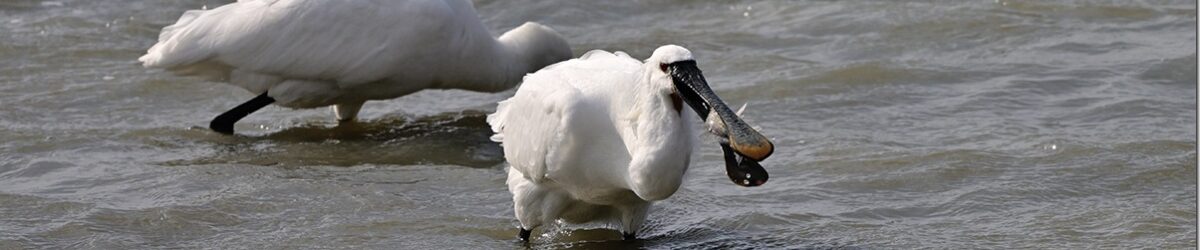 Z9M_3145_blog_thumb-1