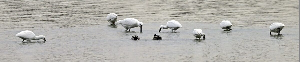 Z9M_3754_blog_thumb-1