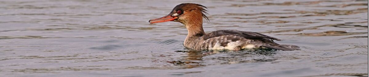 Z9M_5328_blog_thumb-1