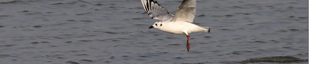 Z9M_7298_blog_thumb-1