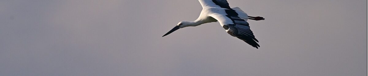 Z9M_8544_blog_thumb-1