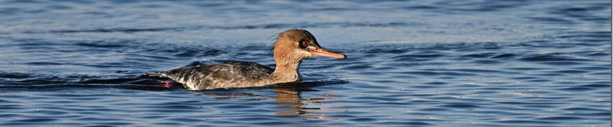 Z9M_9023_blog_thumb-1