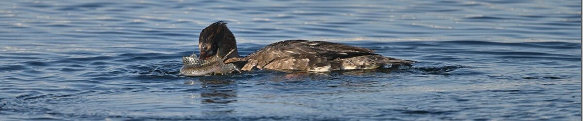 Z9M_9119_blog_thumb-1