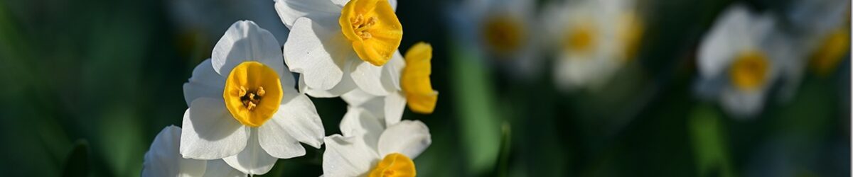 Z5M_4386_blog_thumb-1