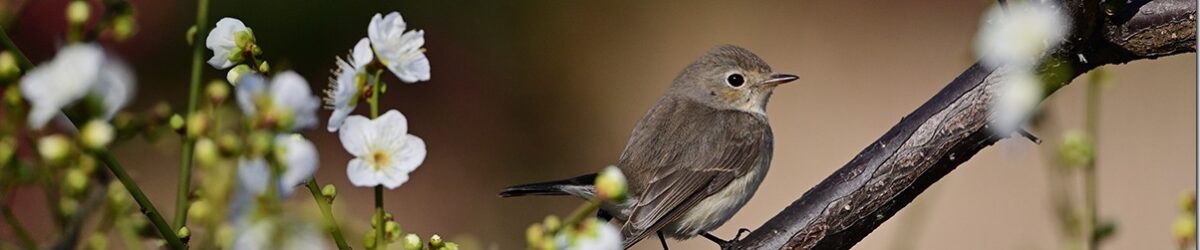 Z8M_0023_blog_thumb-1