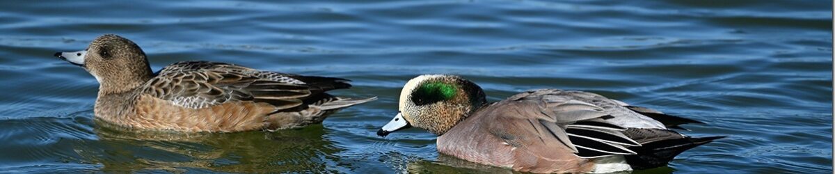 Z8M_0269_blog_thumb-1