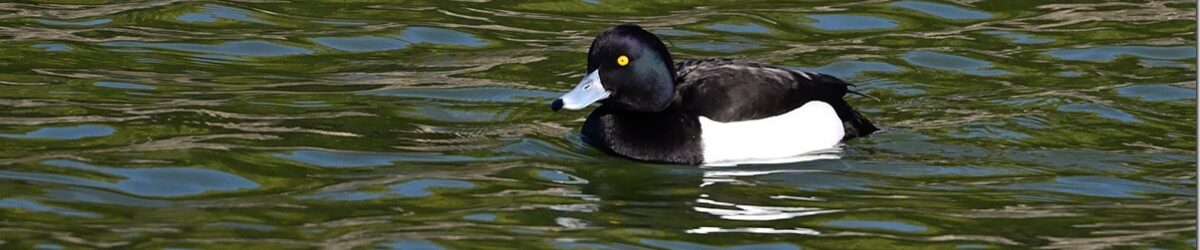 Z8M_0363_blog_thumb-1