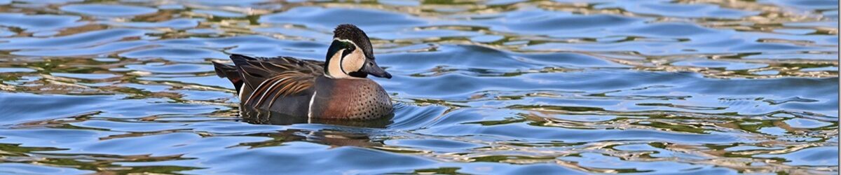 Z8M_0392_blog_thumb-1