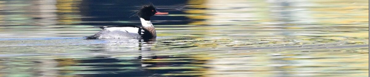 Z9M_0989_blog_thumb-1