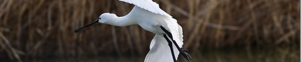 Z9M_2079_blog_thumb-1