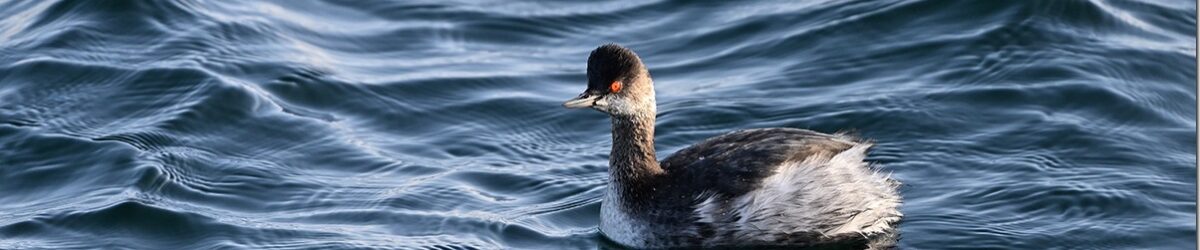 Z9M_6875_blog_thumb-1