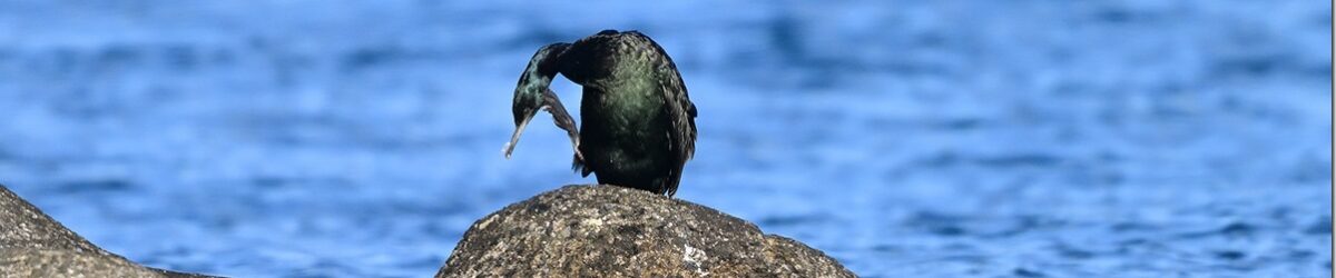 Z9M_7911_blog_thumb-1