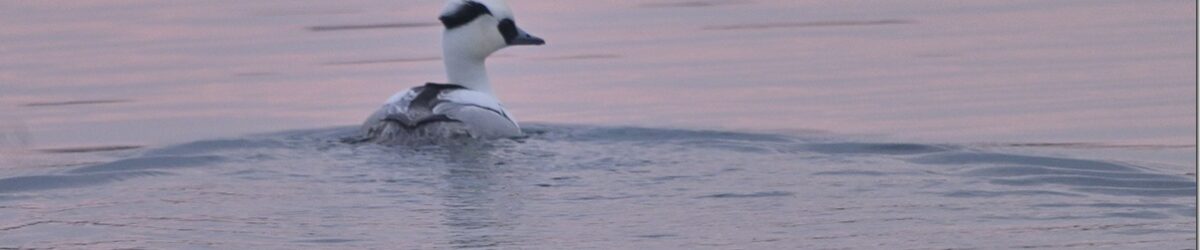 Z9M_8785_blog_thumb-1