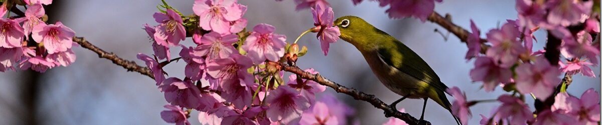 Z8M_1600_blog_thumb-1