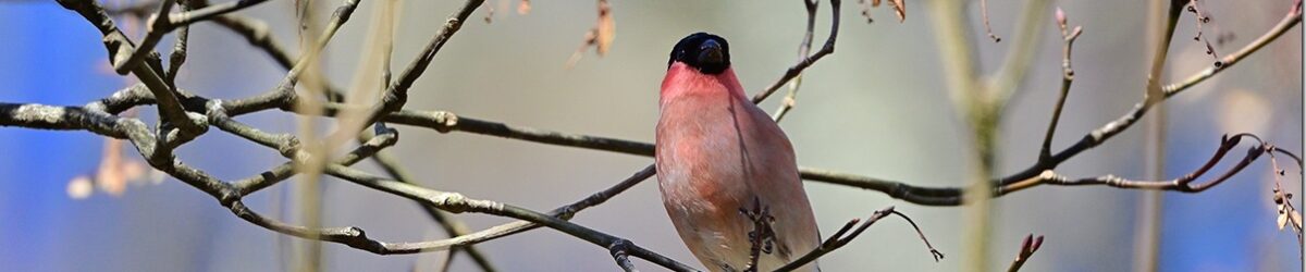 Z8M_6260_blog_thumb-1