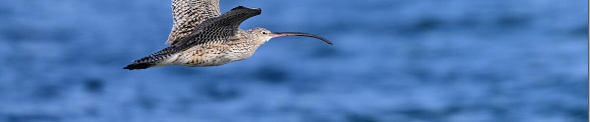 Z9M_2777_blog_thumb-1