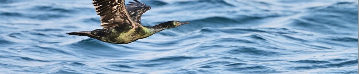 Z9M_4227_blog_thumb-1