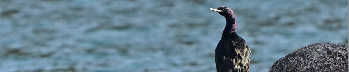 Z9M_5431_blog_thumb-1